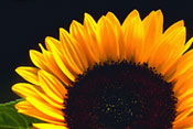 decorative sunflower photo